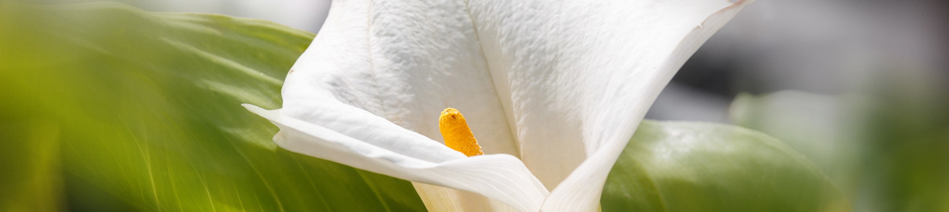 Nos compositions florales