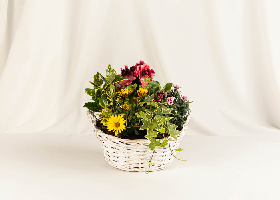 Coupe de plantes Julia