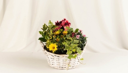 Coupe de plantes Julia