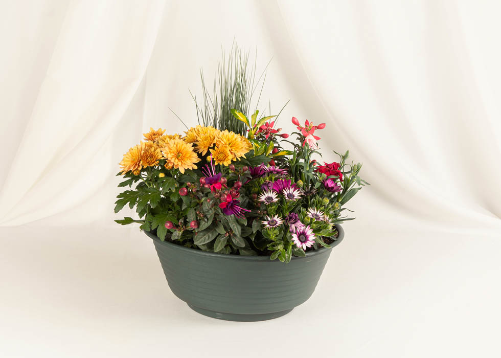 Coupe de plantes Aurore