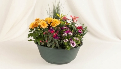 Coupe de plantes Aurore