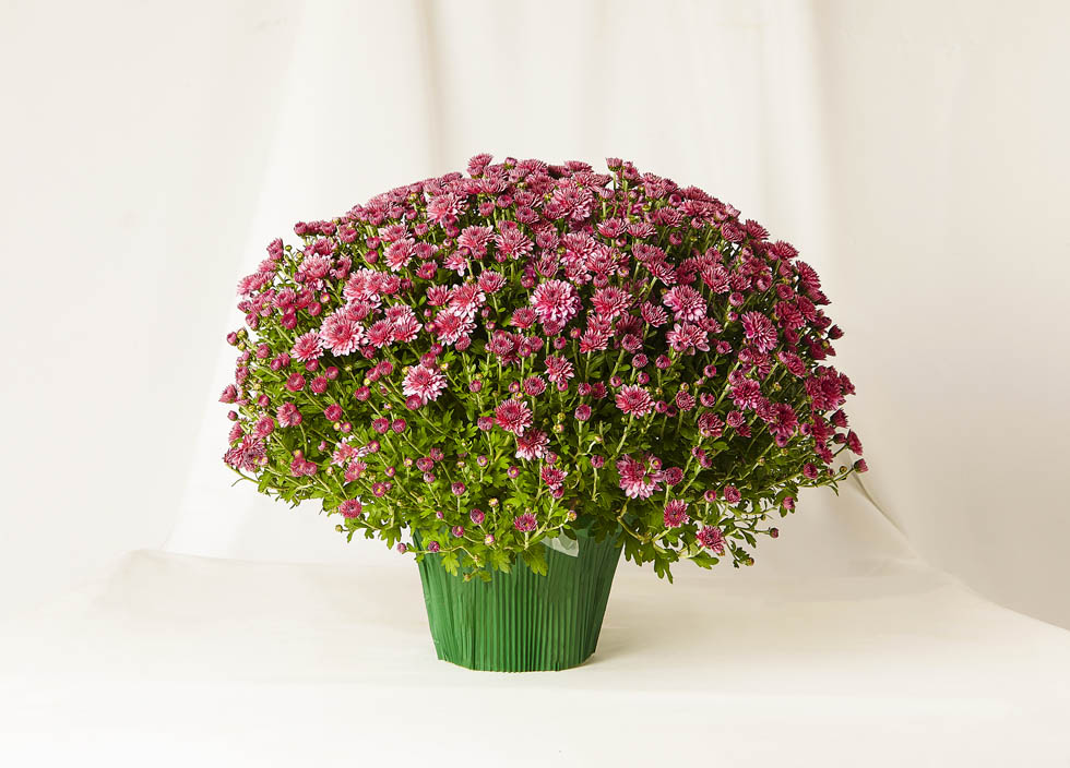 Pomponettes Mauve