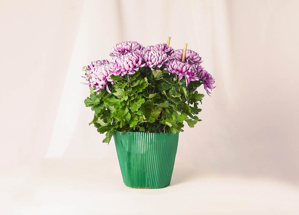 Chrysanthéme dirigée mauve