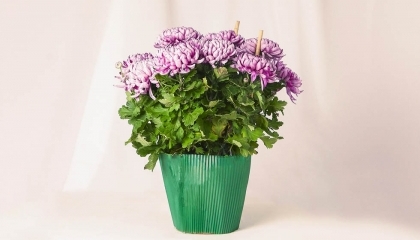 Chrysanthéme dirigée mauve