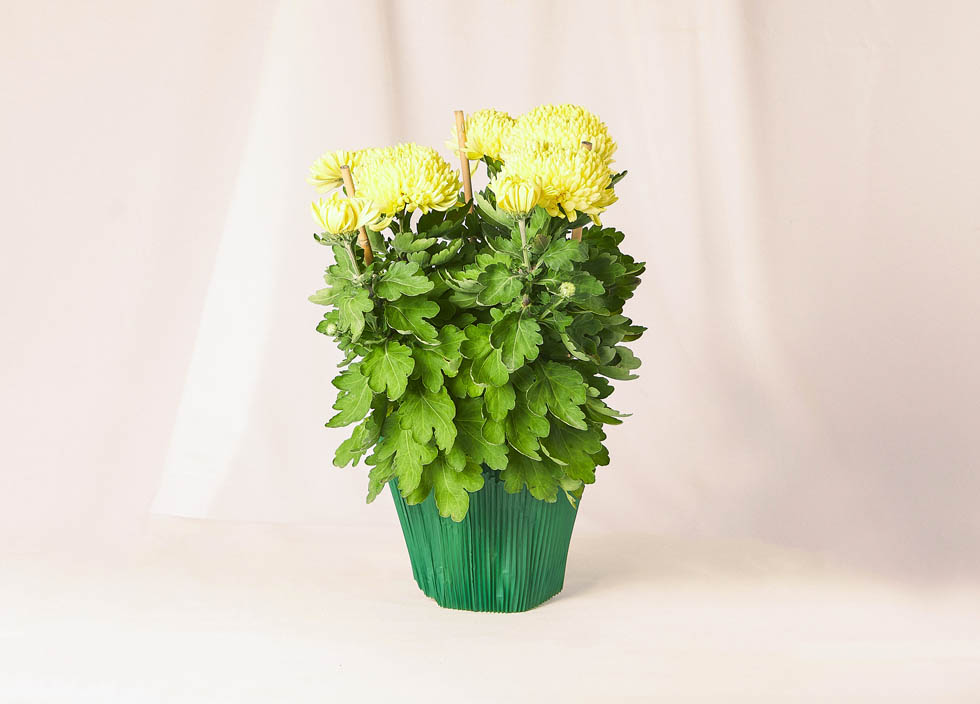 Chrysanthéme dirigée jaune