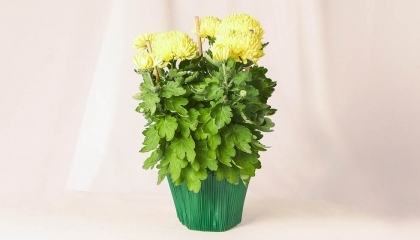Chrysanthéme dirigée jaune