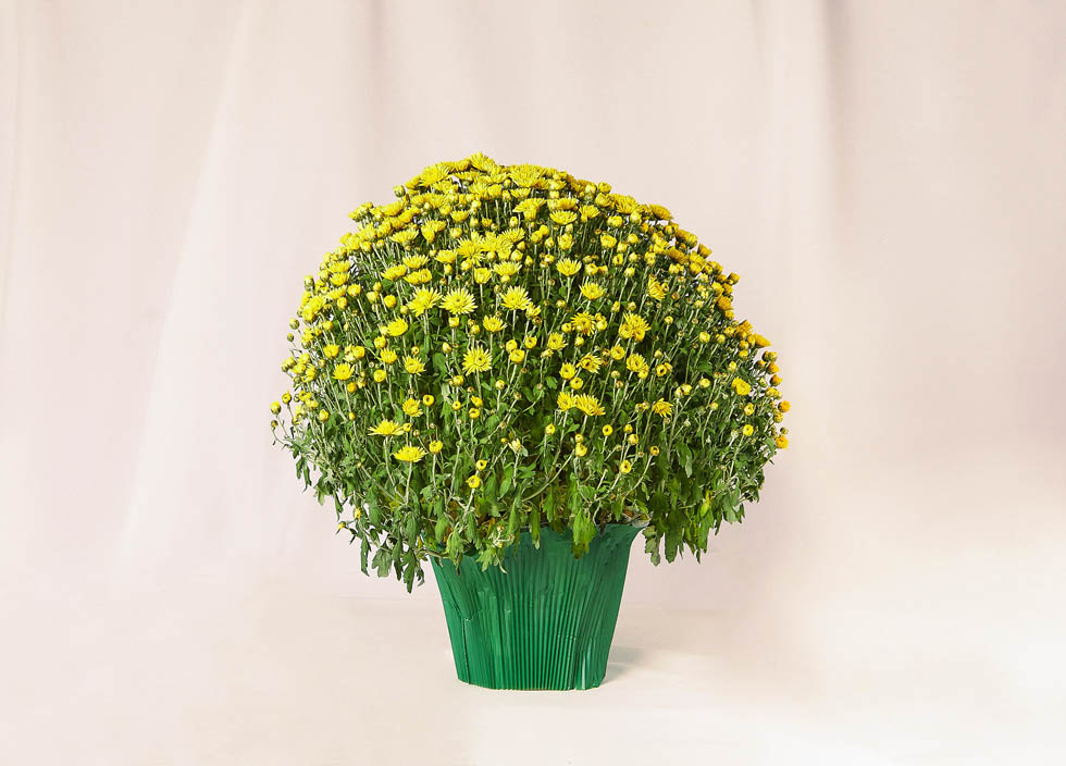 Pomponette jaune