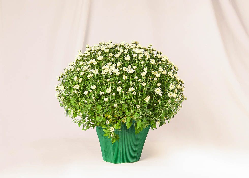 Pomponette blanche