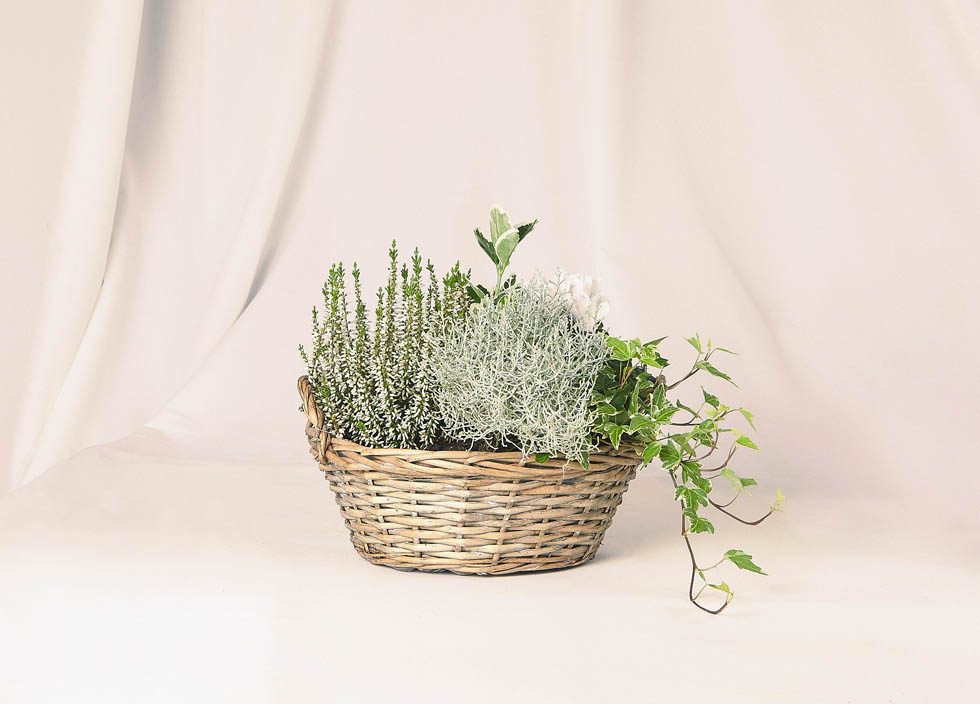 Coupe de plantes diverses