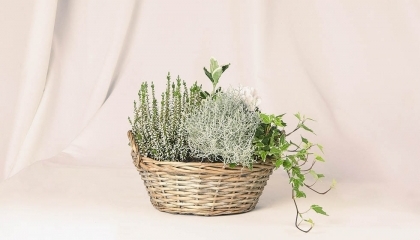 Coupe de plantes diverses