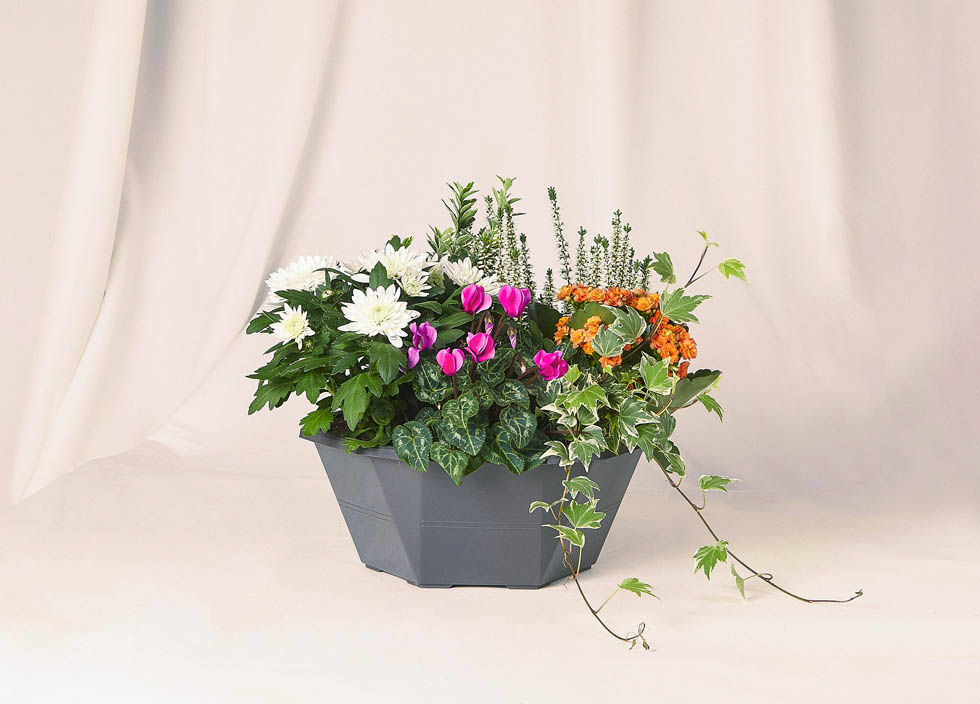 Coupe de plantes diverses
