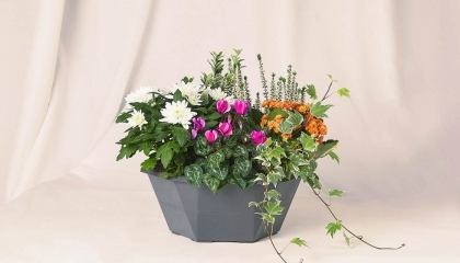 Coupe de plantes diverses