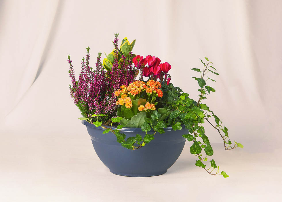 Coupe de plantes diverses