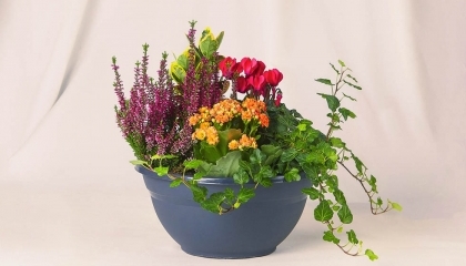 Coupe de plantes diverses