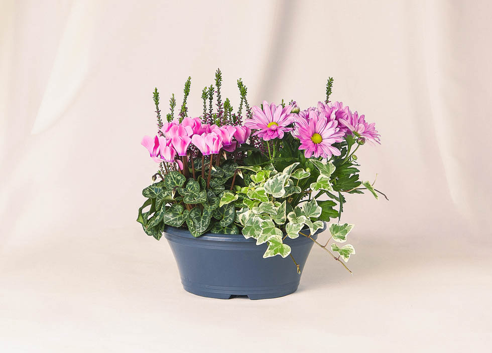 Petite coupe de plantes 