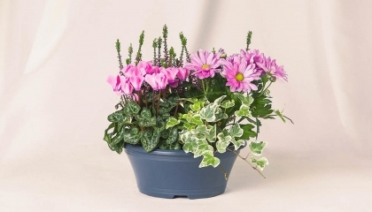 Petite coupe de plantes 